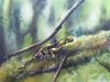 La tres discrete salamandre pastel sec sur pastelmat 30x40cm 2023