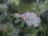 Trois eglantines pastel sec sur pastelmat 20x30cm 2023