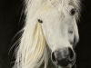 Lencot - Cheval blanc - 70x50