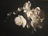 Clerempuy - Orchidee en clair obscur 2- 70x50h - 650 euros