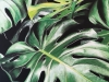 Minder -Monstera-V81 x H61_01