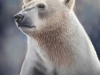 Schotte -L ours - 45x60