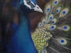 Schotte -Parade - 45x60