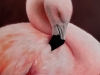 Schotte -flamingo - 60x45