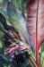 1 -Danielle Cauchois - La bananeraie (50 x 70 cm)_01.JPG
