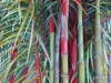 Cauchois - bambous - 76 x  53_01