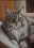 Cheneau 1-maincoon-55x45 350€