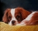 Cheneau 3-petit-chien-reveur-45x55 400€
