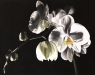 Clerempuy 1-Orchidee en clair obscure-50x70 800€