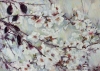 LEDRAPPIER Mireille-AmandierDeGraveson-64x84