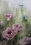 Leguennec 5-Pavots-50x40 520€